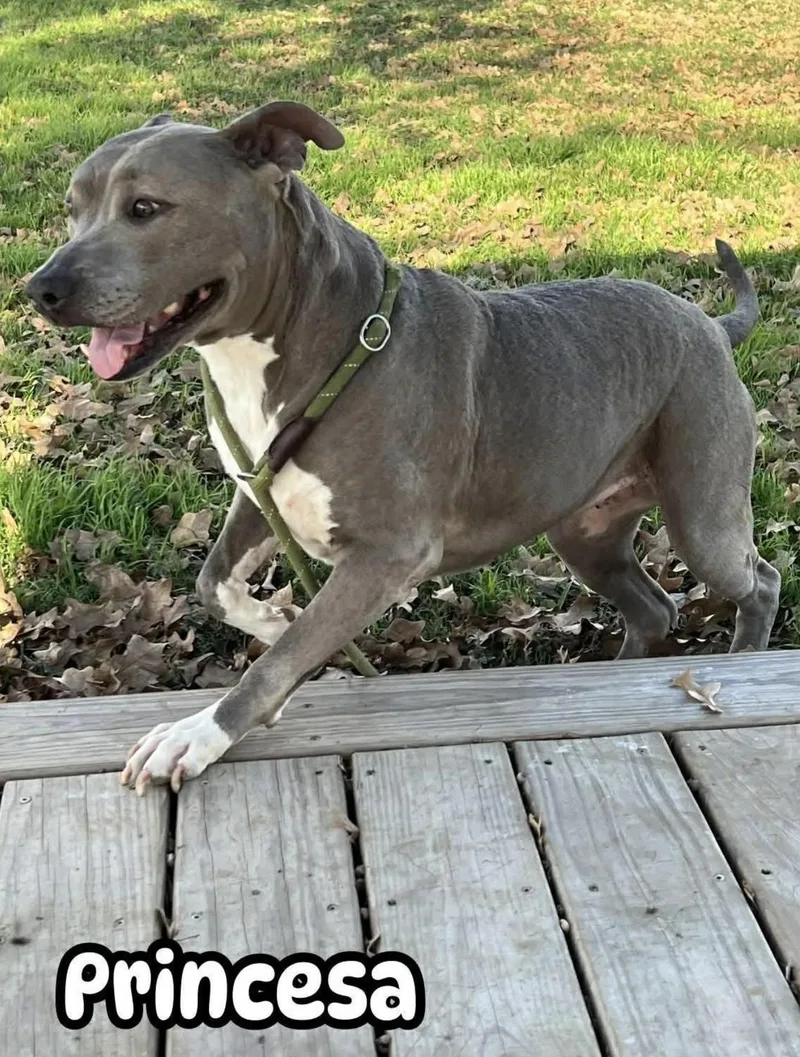 Princesa thumbnail 5