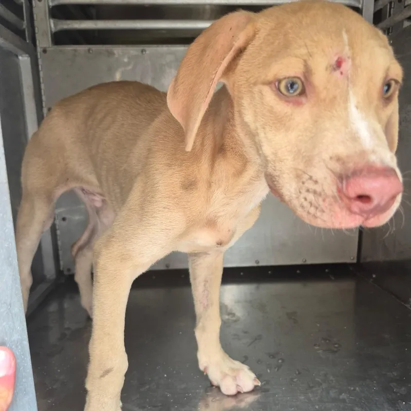 A baby small-sized male Yellow / Tan / Blond / Fawn Mixed Breed dog named StrayPeabodyAvenue for adoption in Columbus, GA
