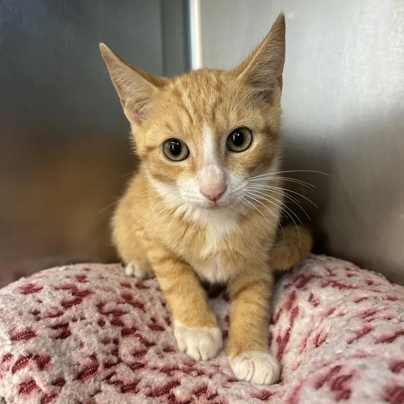 A baby small-sized male Orange / Red Domestic Short Hair cat named Brandon for adoption in West Palm Beach, FL