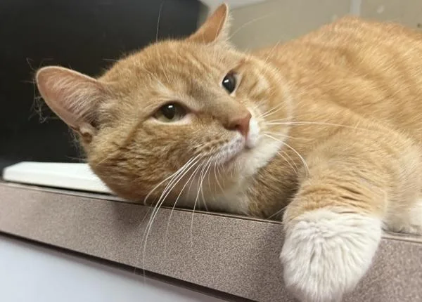 An adult small-sized male Domestic Short Hair cat named Journey for adoption in Salisbury, MD