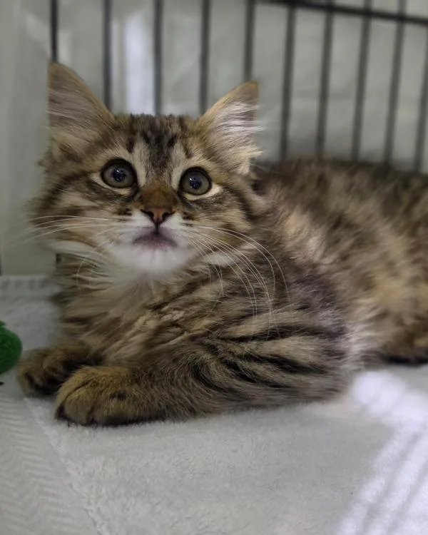 Willow