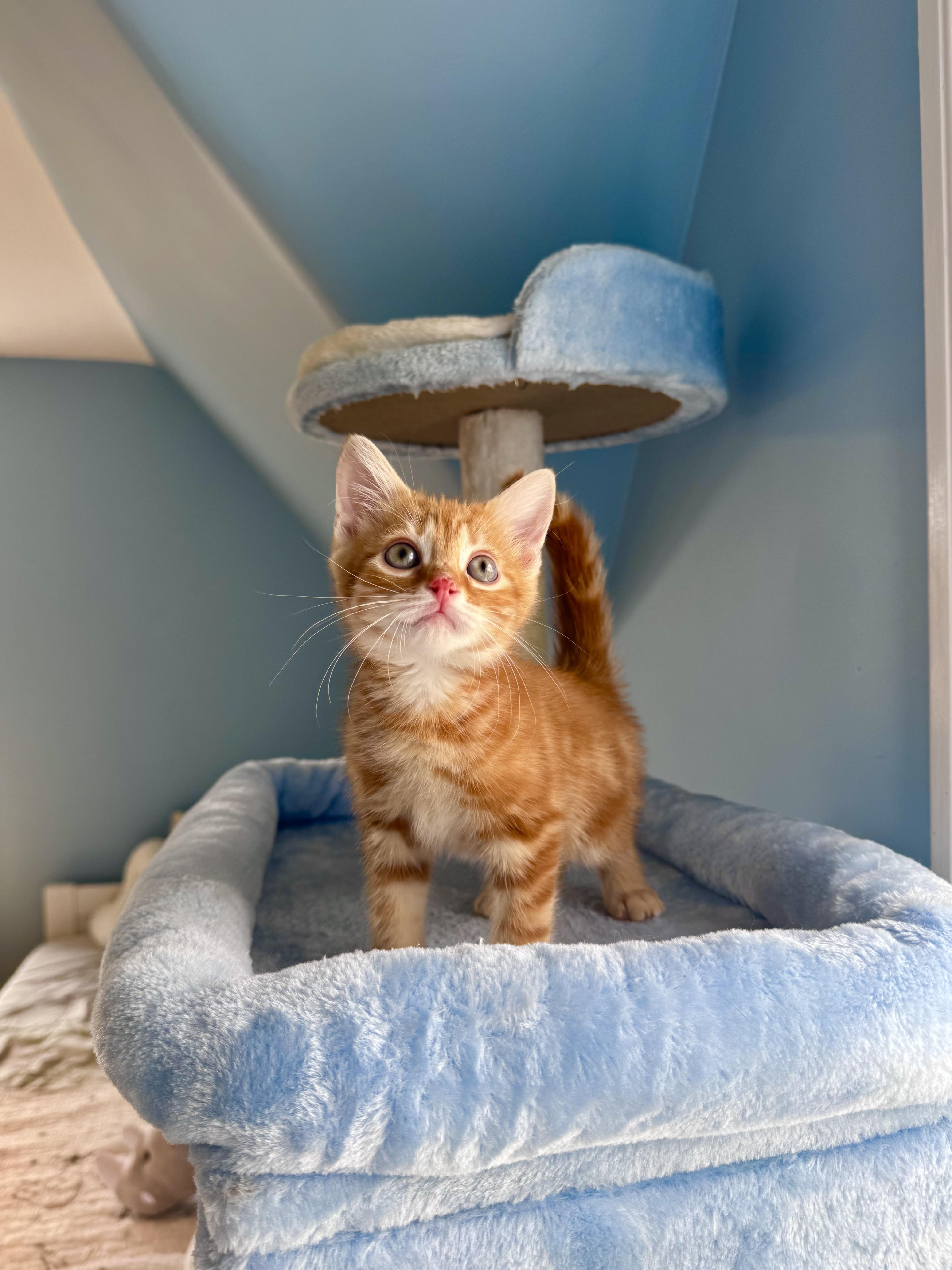 A baby medium-sized male Domestic Short Hair cat named Ember for adoption in Ramsey, NJ