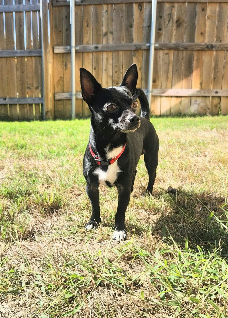 An adult small-sized male Chihuahua dog named Willy for adoption in Temple, TX