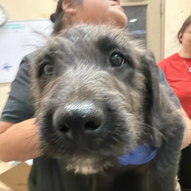 A baby small-sized male Black Pit Bull Terrier dog named Paul for adoption in Birmingham, AL