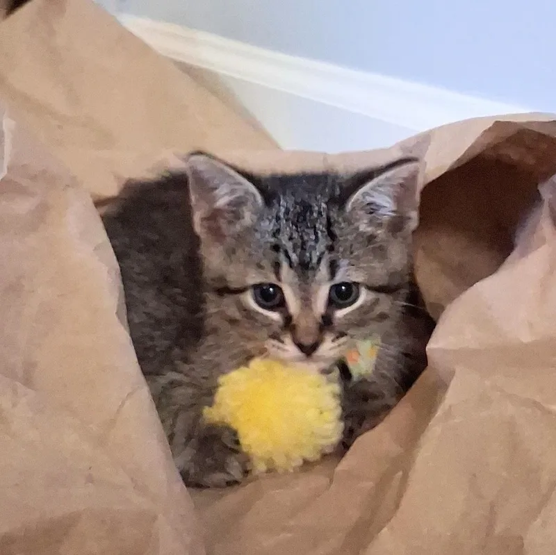 A baby medium-sized male Tabby (Gray / Blue / Silver) Domestic Short Hair cat named Clive for adoption in Charleston, SC