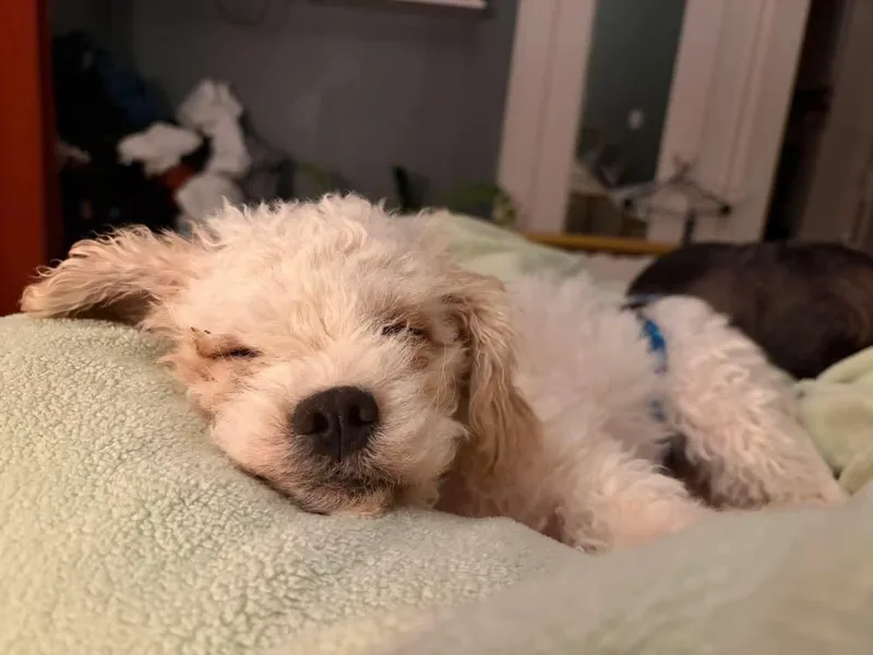 A young small-sized male Poodle dog named Cotton for adoption in Grafton, WI