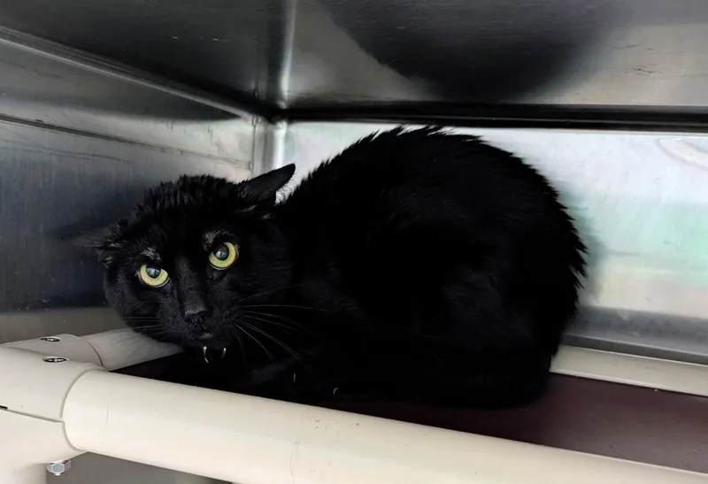 An adult medium-sized male Black Domestic Short Hair cat named Midnight for adoption in Trenton, NJ