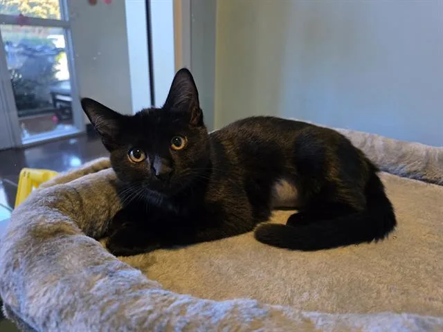 Daphne