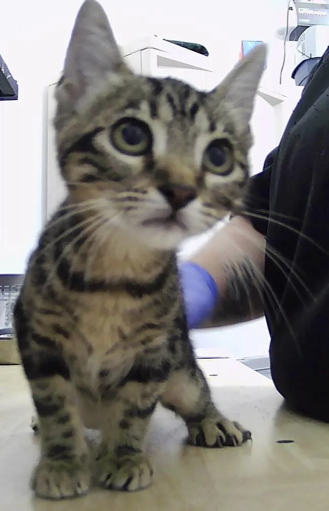 A baby small-sized female Tabby (Brown / Chocolate) Domestic Short Hair cat named Cori for adoption in Anoka, MN