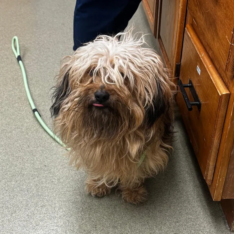 An adult small-sized male Yellow / Tan / Blond / Fawn Mixed Breed dog named Fred for adoption in Birdsboro, PA