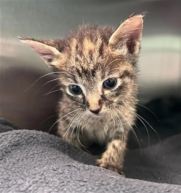 A baby medium-sized female Domestic Short Hair cat named Candy for adoption in Dallas, TX