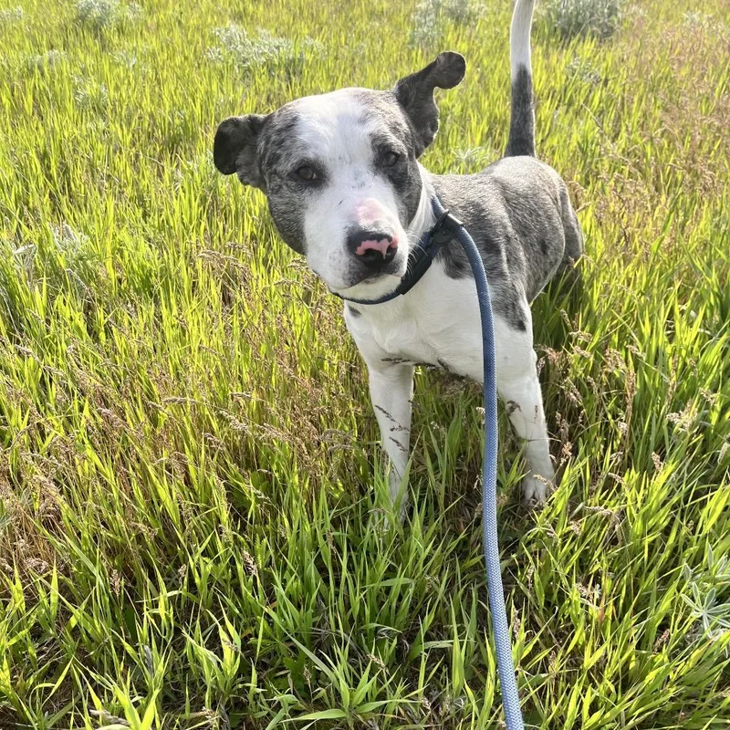 A young medium-sized male Black Mixed Breed dog named Goose for adoption in Spokane, WA