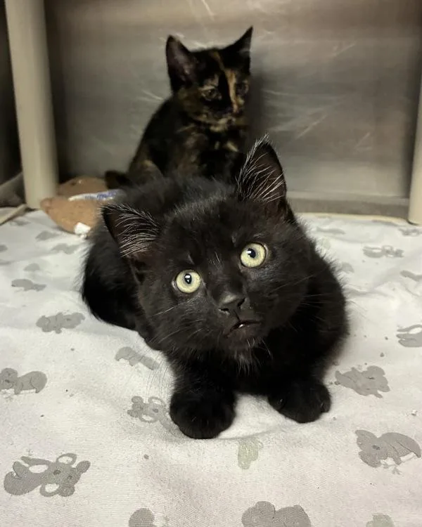 A baby small-sized male Domestic Short Hair cat named Davey Havok for adoption in Richmond, VA