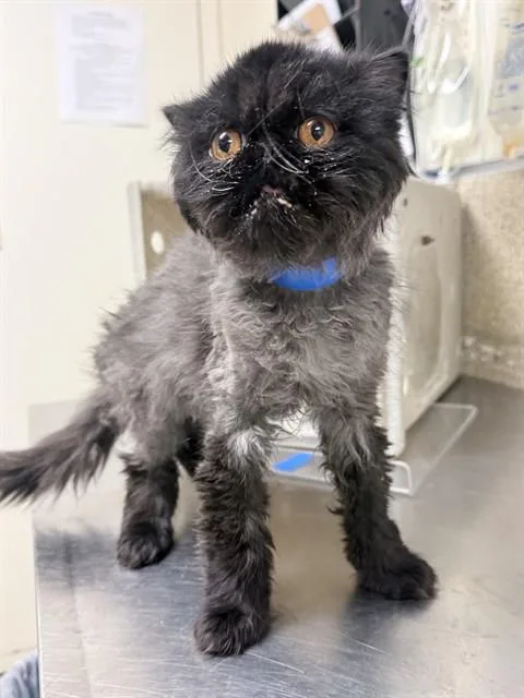 A young small-sized male Persian cat named Vlad for adoption in Riverside, CA