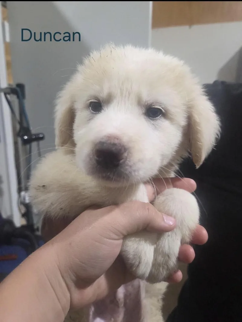A baby large-sized male Great Pyrenees dog named Duncan Htx for adoption in Quinlan, TX