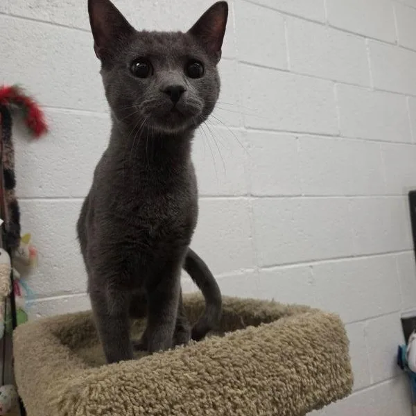 A young medium-sized male Black Domestic Short Hair cat named Nutmeg for adoption in Las Vegas, NV