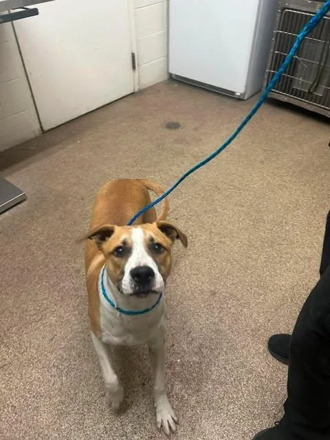 A young large-sized male Yellow / Tan / Blond / Fawn Pit Bull Terrier dog named Dil for adoption in Fruit Heights, UT