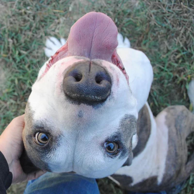 An adult medium-sized female Mixed Breed dog named Greta for adoption in Manchester, TN