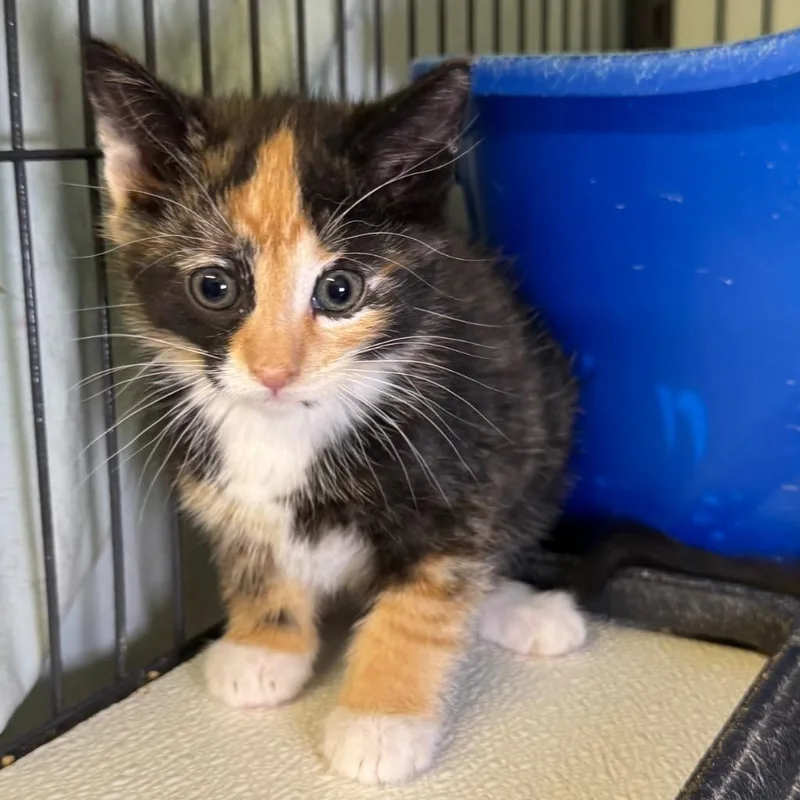 A baby medium-sized female Domestic Medium Hair cat named Cherry for adoption in Saginaw, MI