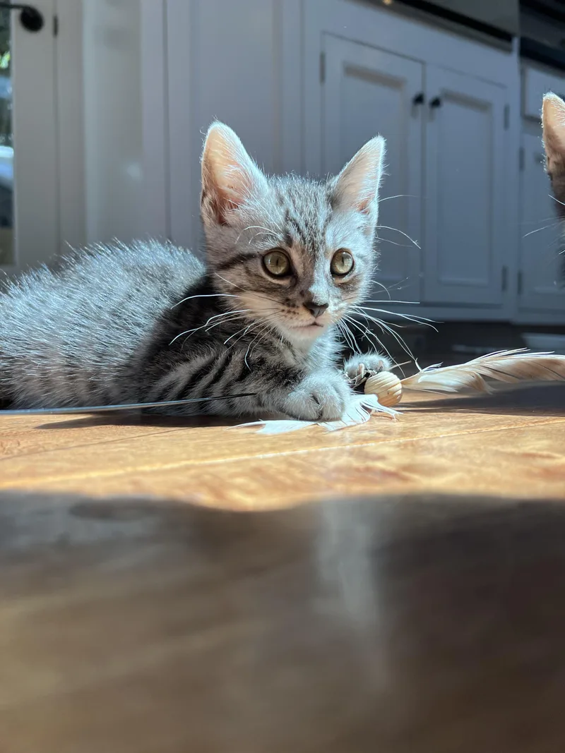 A young medium-sized female Tabby (Gray / Blue / Silver) Tabby cat named Gia for adoption in Santa Monica, CA