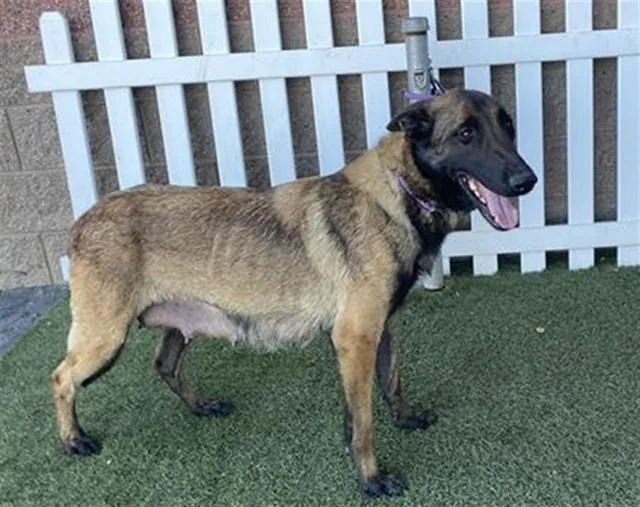 A young large-sized female Belgian Shepherd / Malinois dog named Summer for adoption in Modesto, CA