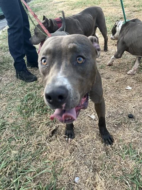 A young medium-sized female American Staffordshire Terrier dog named A for adoption in Oklahoma City, OK