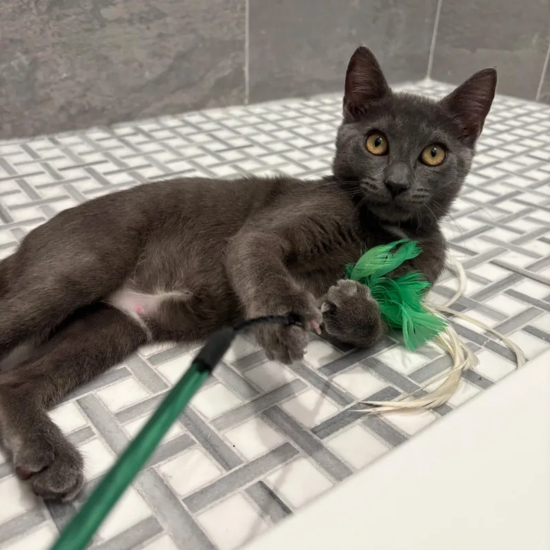 A baby medium-sized female Domestic Short Hair cat named Dashi for adoption in West Orange, NJ