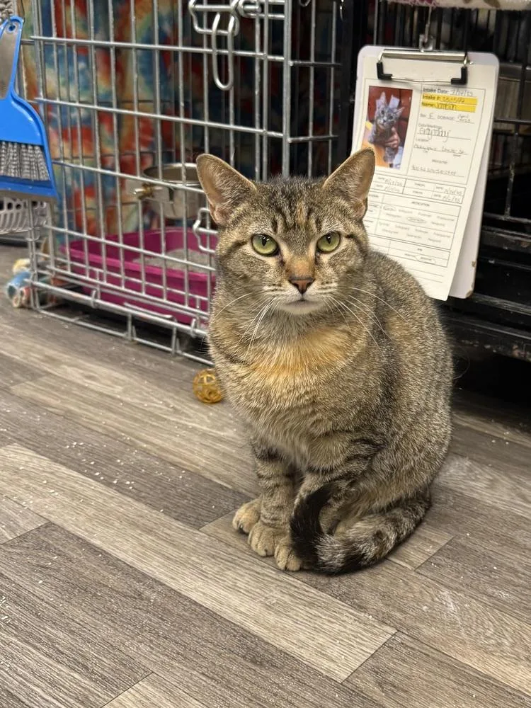 An adult medium-sized female Tabby (Brown / Chocolate) Domestic Short Hair cat named Nymera for adoption in West Mifflin, PA