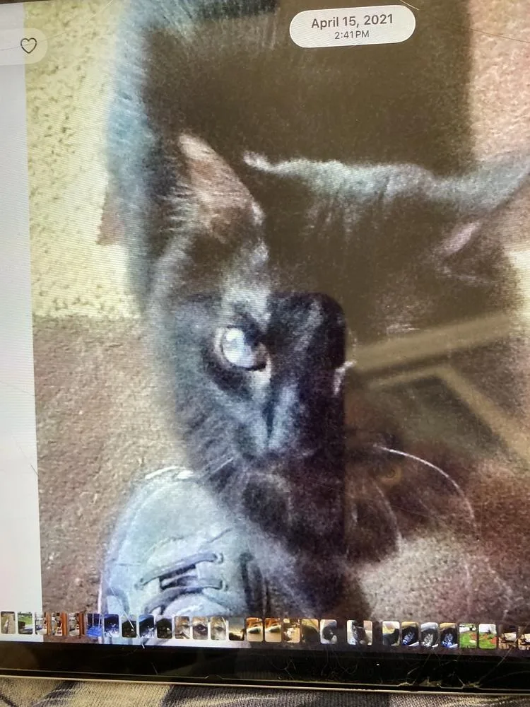 An adult large-sized female Black Domestic Long Hair cat named Star baby for adoption in Salisbury, NC