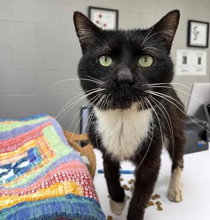 An adult medium-sized male Domestic Short Hair cat named Moo Moo for adoption in Cumberland, MD