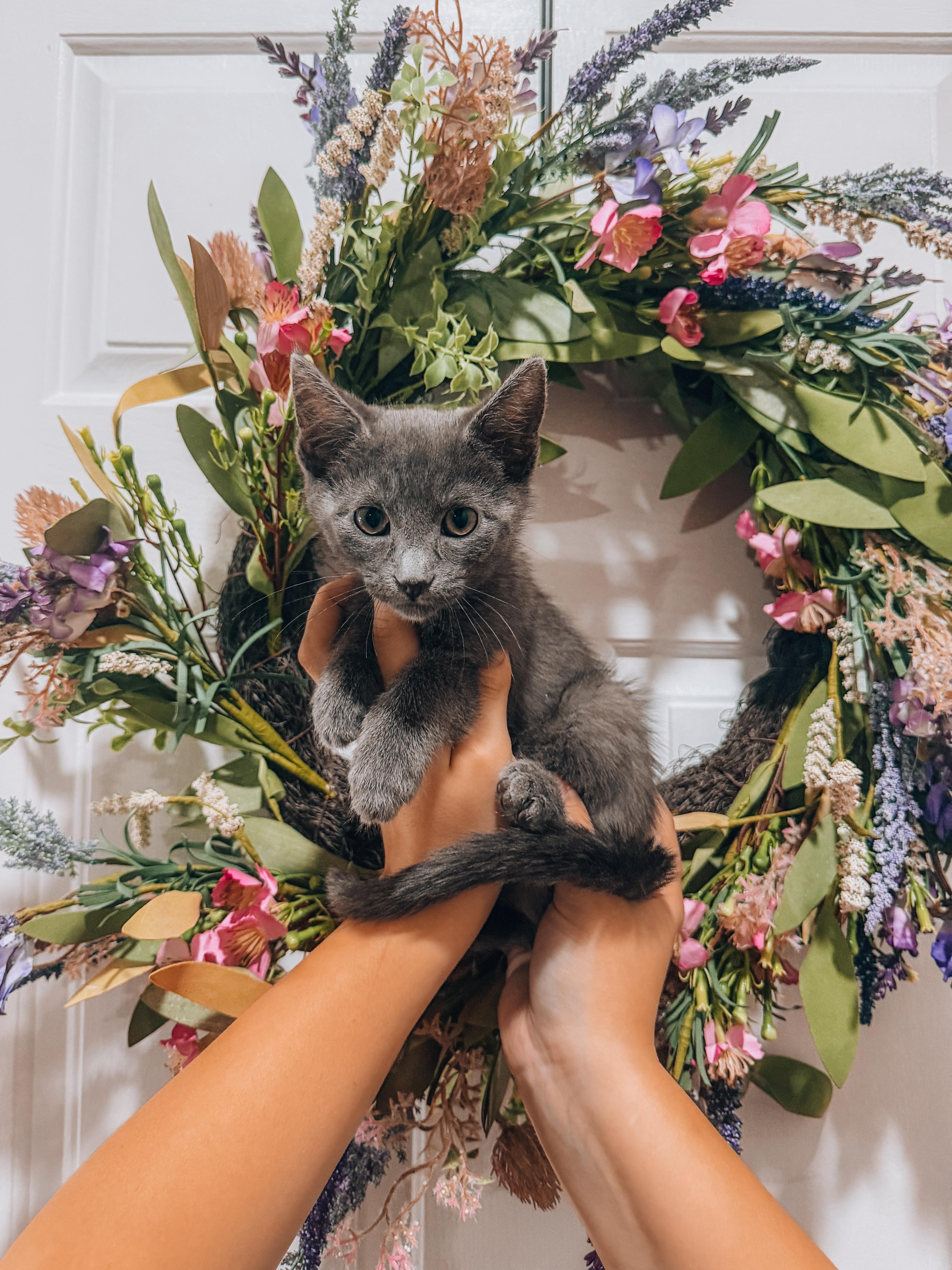 A baby large-sized male Russian Blue cat named Toby Seeks attention and for adoption in Goodyear, AZ