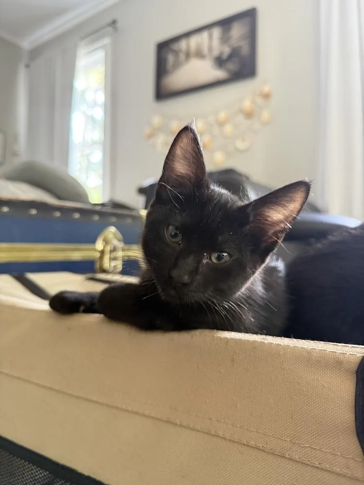 A baby medium-sized female Black Domestic Short Hair cat named Chili for adoption in Bossier City, LA