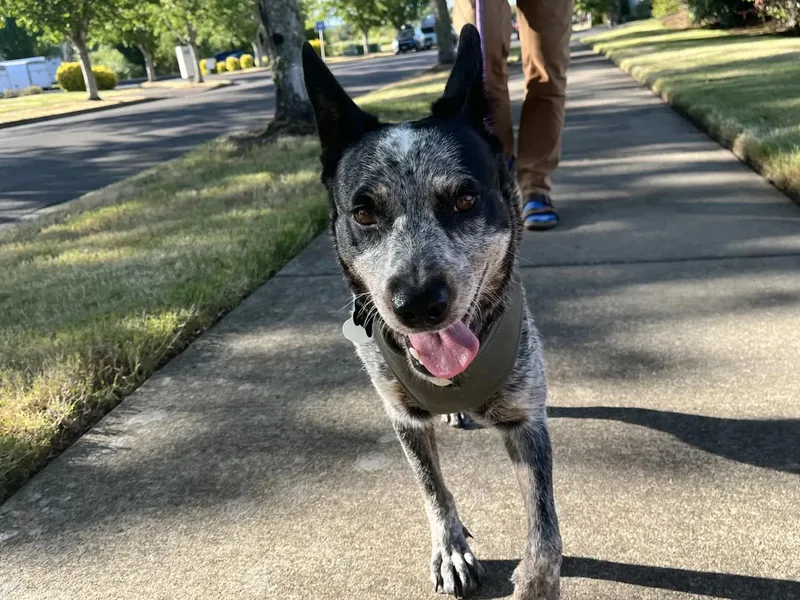 An adult medium-sized female Australian Cattle Dog / Blue Heeler dog named Fiddle for adoption in Mount Vernon, WA