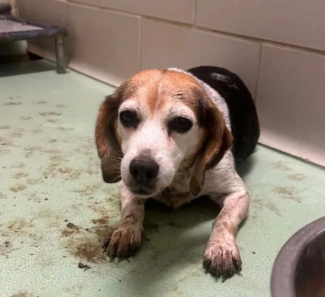 A senior small-sized female Tricolor (Brown, Black, & White) Beagle dog named Cookie for adoption in Millfield, OH