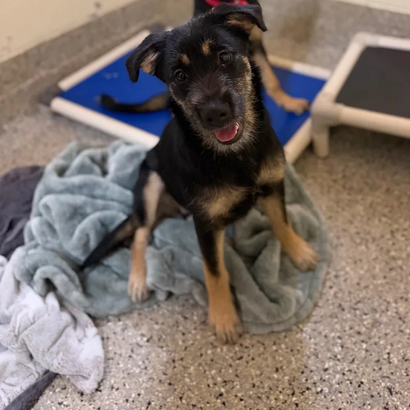 A young medium-sized female Black Mixed Breed dog named Cookie Butter for adoption in Pensacola, FL