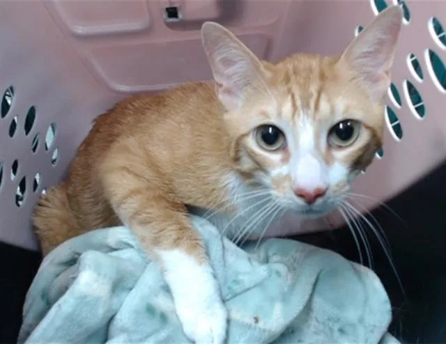 An adult medium-sized male Domestic Short Hair cat named Shiloh for adoption in Downey, CA