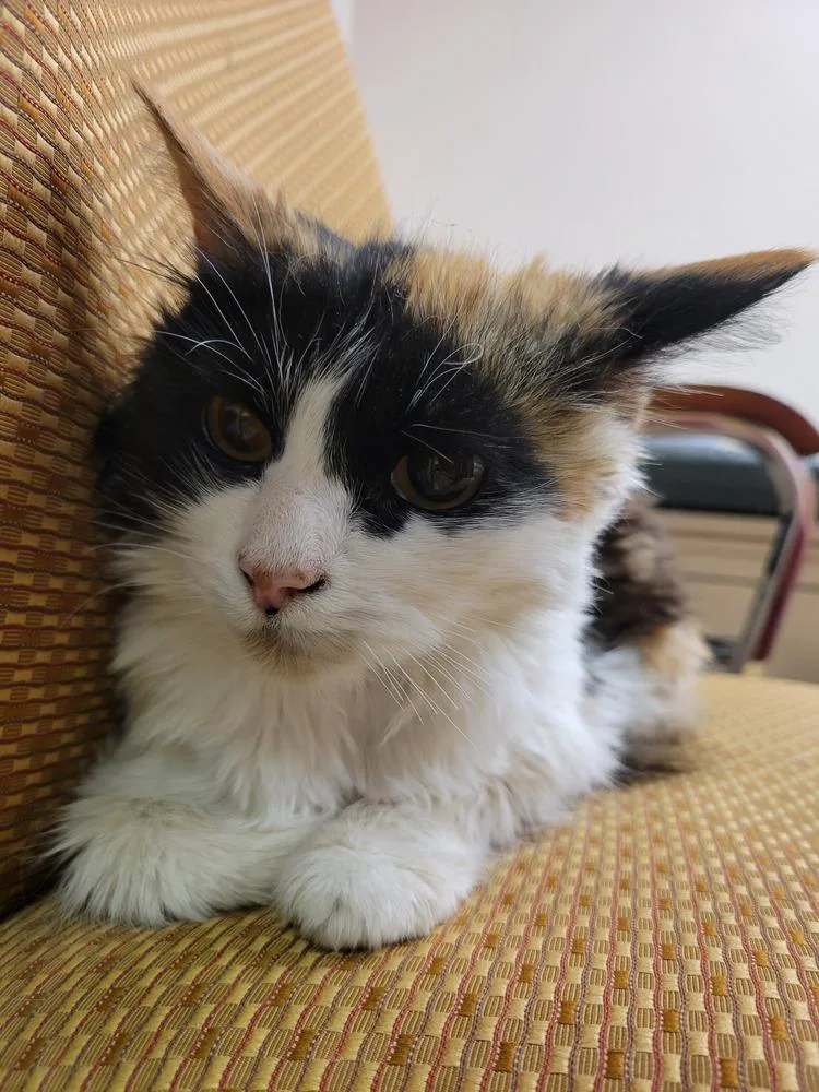 A senior small-sized female Black & White / Tuxedo Domestic Long Hair cat named Beverly for adoption in Lorain, OH
