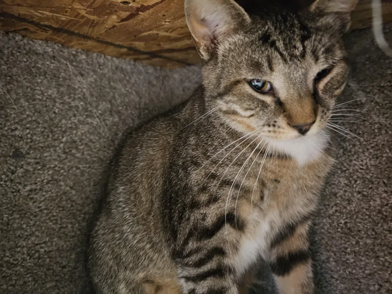 A baby medium-sized male Tabby (Brown / Chocolate) Tabby cat named Ditto for adoption in Richmond, VA