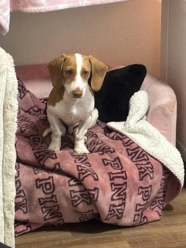 A baby small-sized male Tricolor (Brown, Black, & White) Dachshund dog named Lando for adoption in Lakeland, FL
