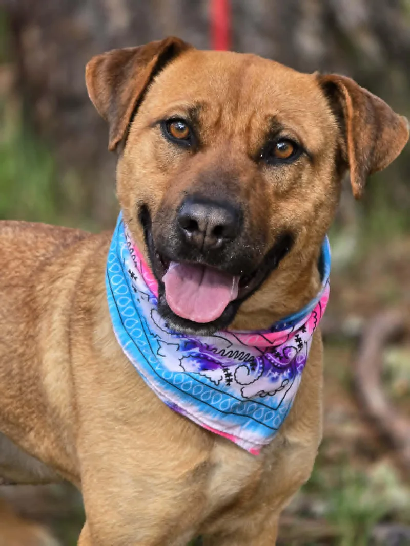 A young large-sized female Red / Chestnut / Orange Labrador Retriever dog named Nala for adoption in Grants Pass, OR
