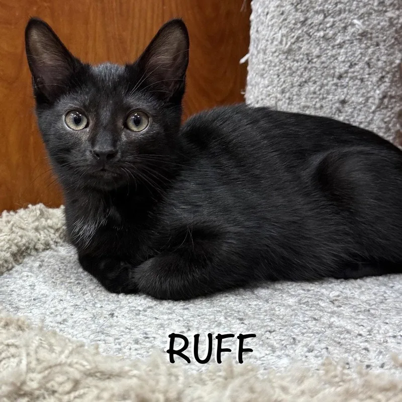 A young medium-sized male Black Domestic Short Hair cat named Ruff for adoption in Spring Lake, NJ