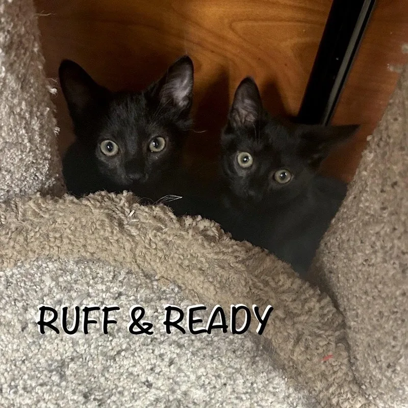 Ruff thumbnail 2
