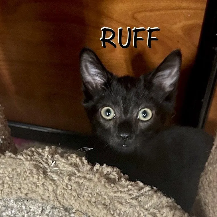 Ruff thumbnail 3