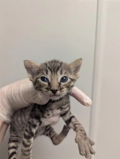 A baby small-sized female Domestic Short Hair cat named Matcha for adoption in Ontario, CA