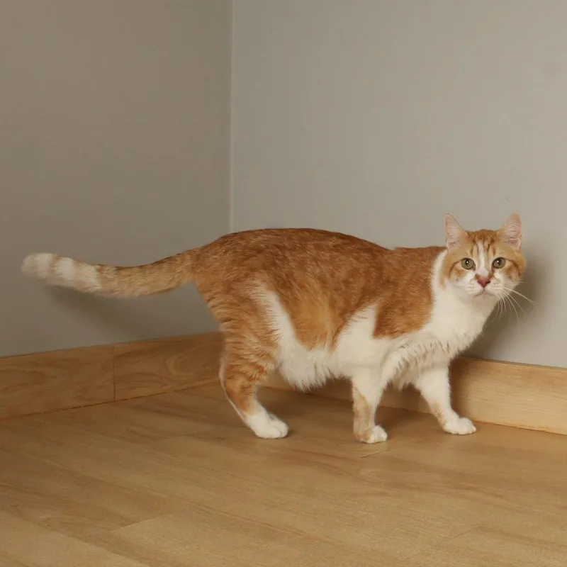 A senior large-sized male Orange / Red American Shorthair cat named Alfie C for adoption in Minnetonka, MN