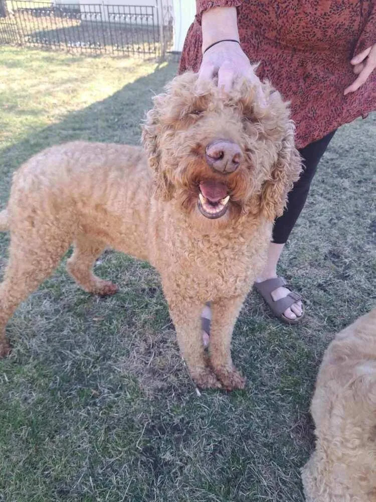 An adult medium-sized female Goldendoodle dog named Hershey for adoption in LA GRANGE PARK, IL