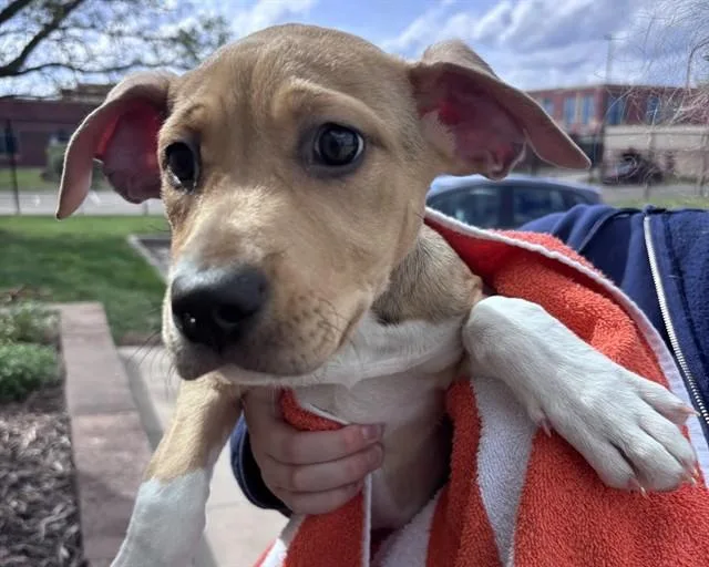 A baby small-sized female Labrador Retriever dog named Coraline for adoption in Olathe, KS