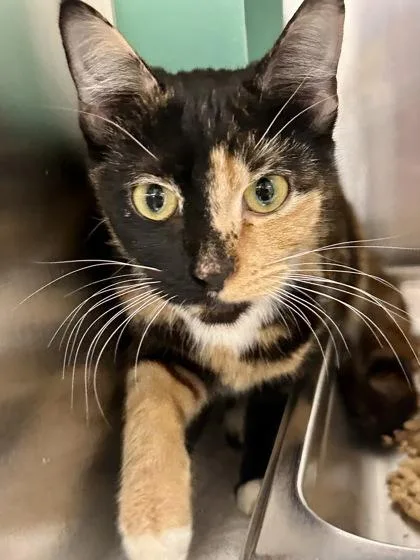 Marceline thumbnail 2