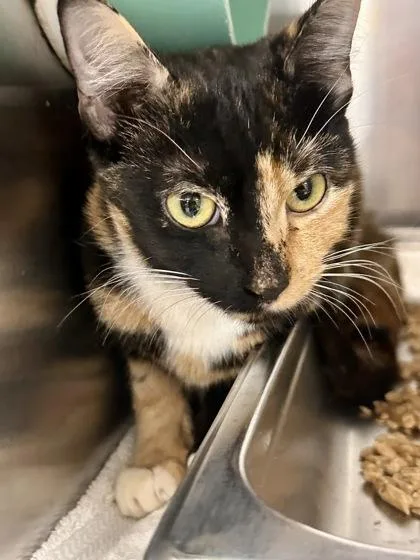 Marceline thumbnail 3