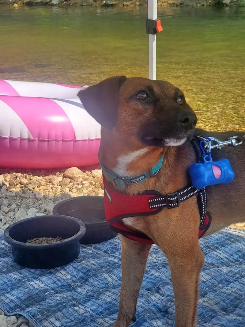 An adult small-sized male Mixed Breed dog named Alvin for adoption in Glenpool, OK